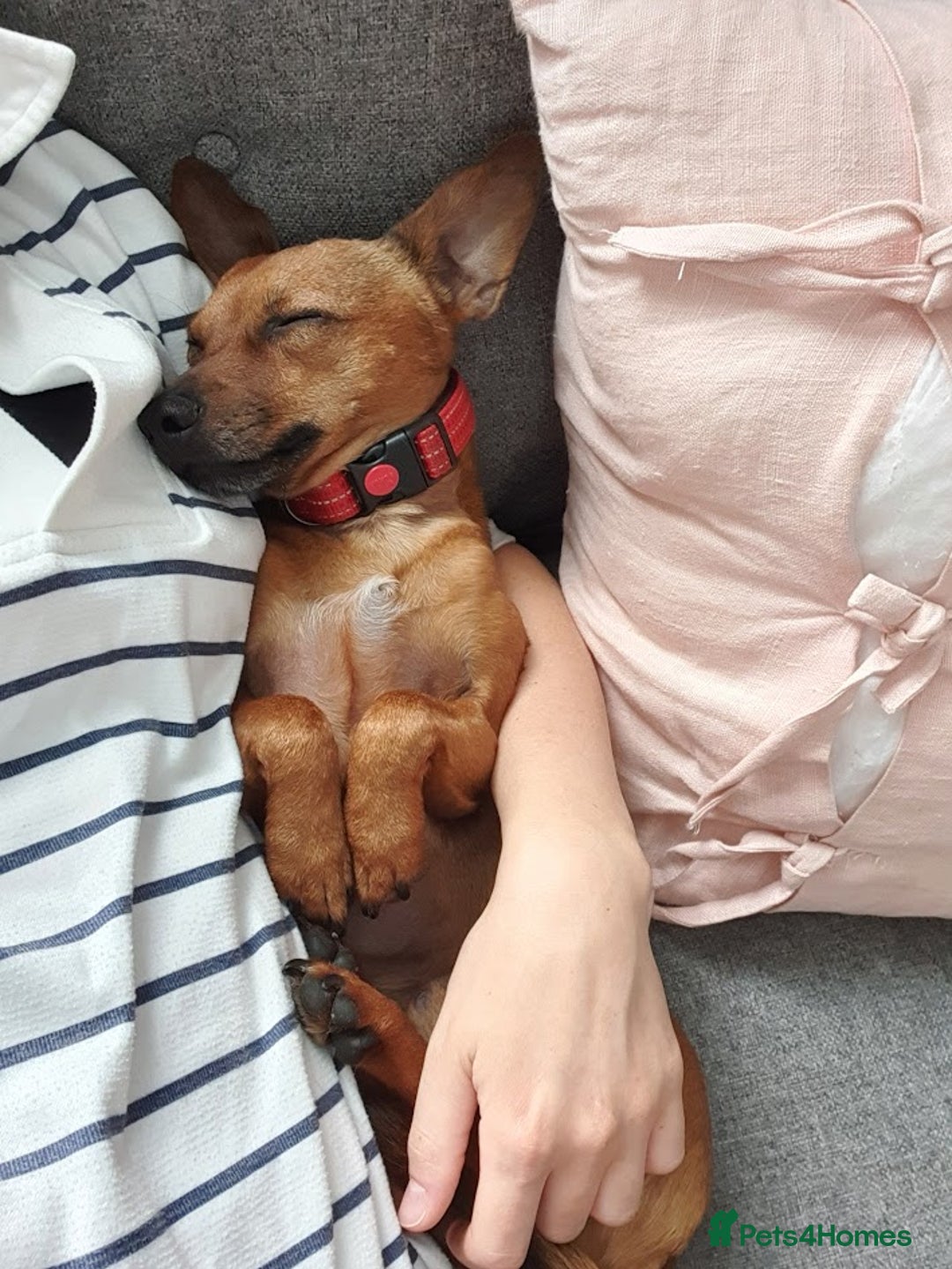 Mixed Breed dogs for adoption: Ringo – 6 years old, Male, Mixed Breed  - Advert 6