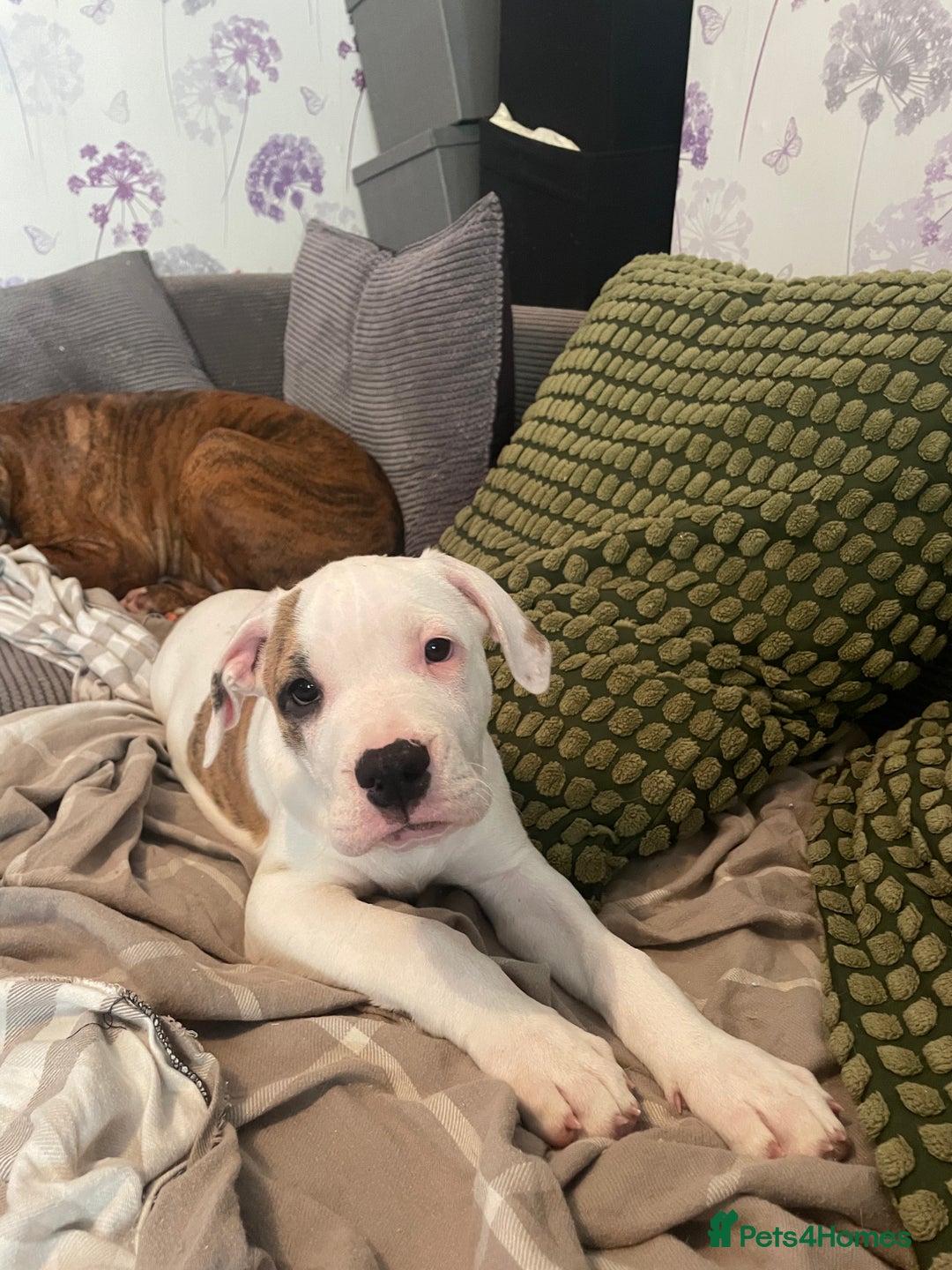 Mixed Breed dogs for sale: Last 3 READY TO LEAVE! Presa X Doberman - Advert 8