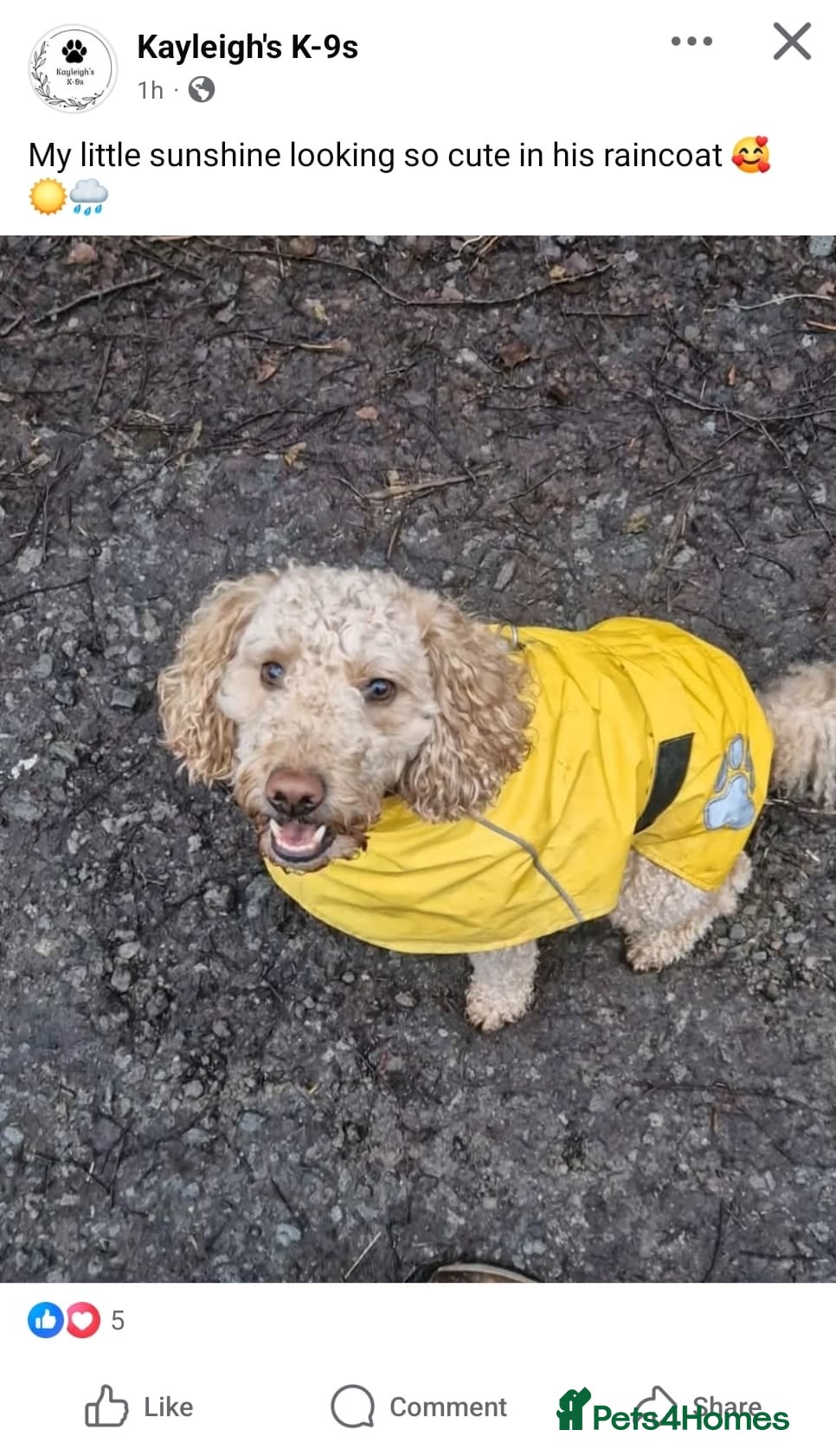 Cockapoo dogs F2 Cockapoo for stud - Advert 3