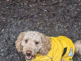 Cockapoo dogs F2 Cockapoo for stud - Advert 3