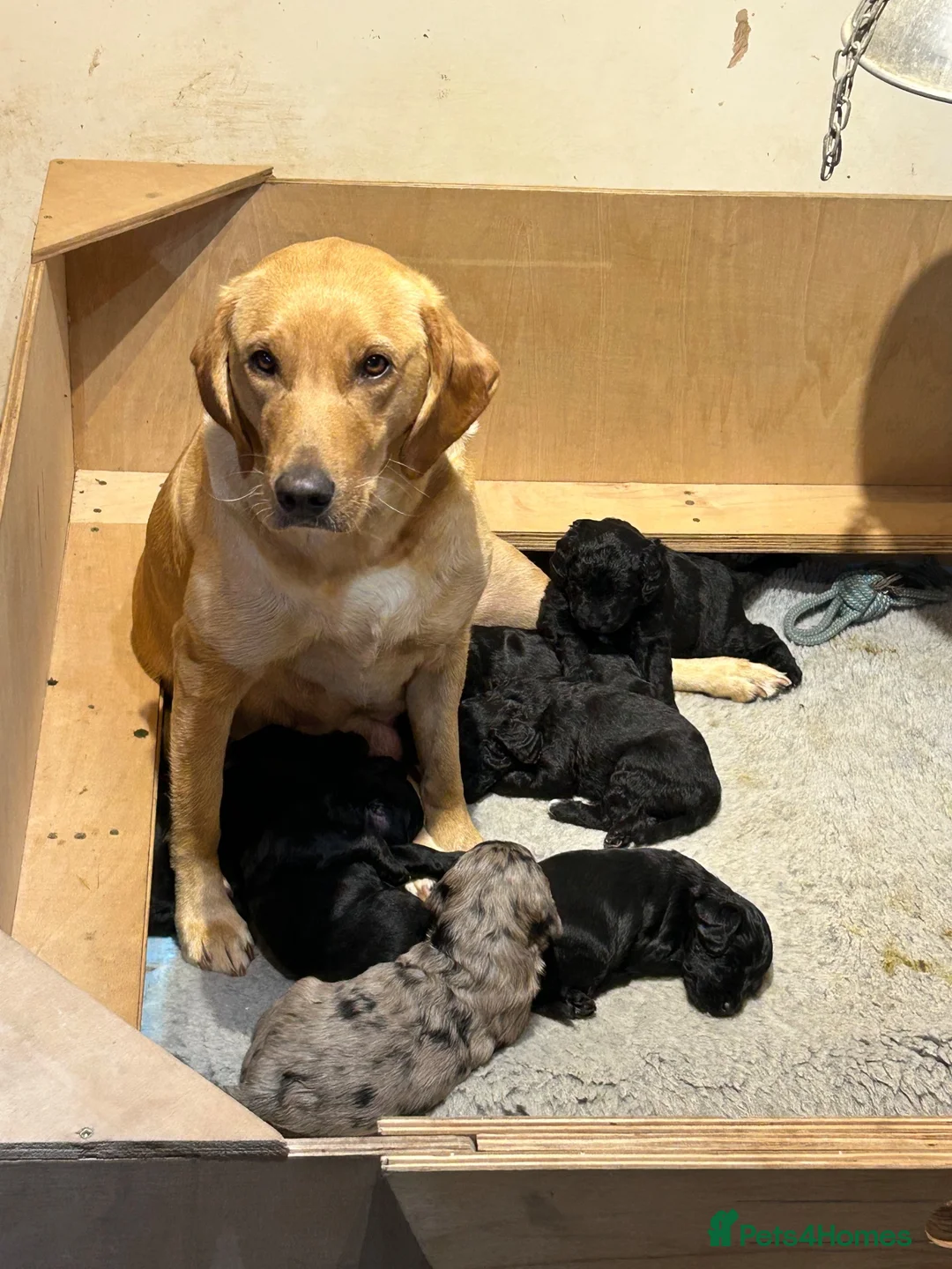 Labradoodle dogs for sale: Mini Labradoodles F1: Black & Blue Merle  in Thirsk - Advert 1