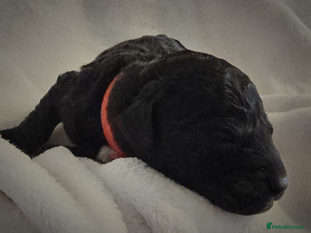 Cockapoo dogs for sale: sable & phantom & tri colour cockapoo puppies  - Image 12
