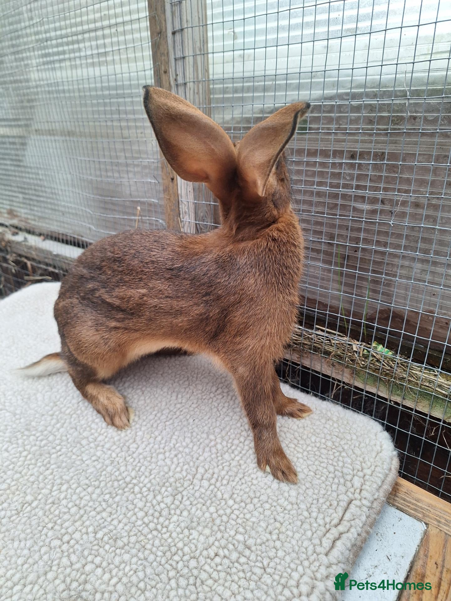 Belgian Hares rabbits for sale: Pure bred baby belgian hare looking for new home - Advert 2