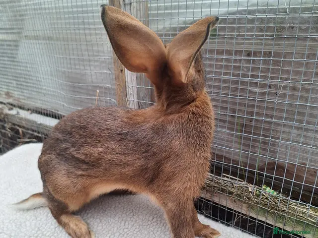 Belgian Hares rabbits for sale: Pure bred baby belgian hare looking for new home - Advert 2