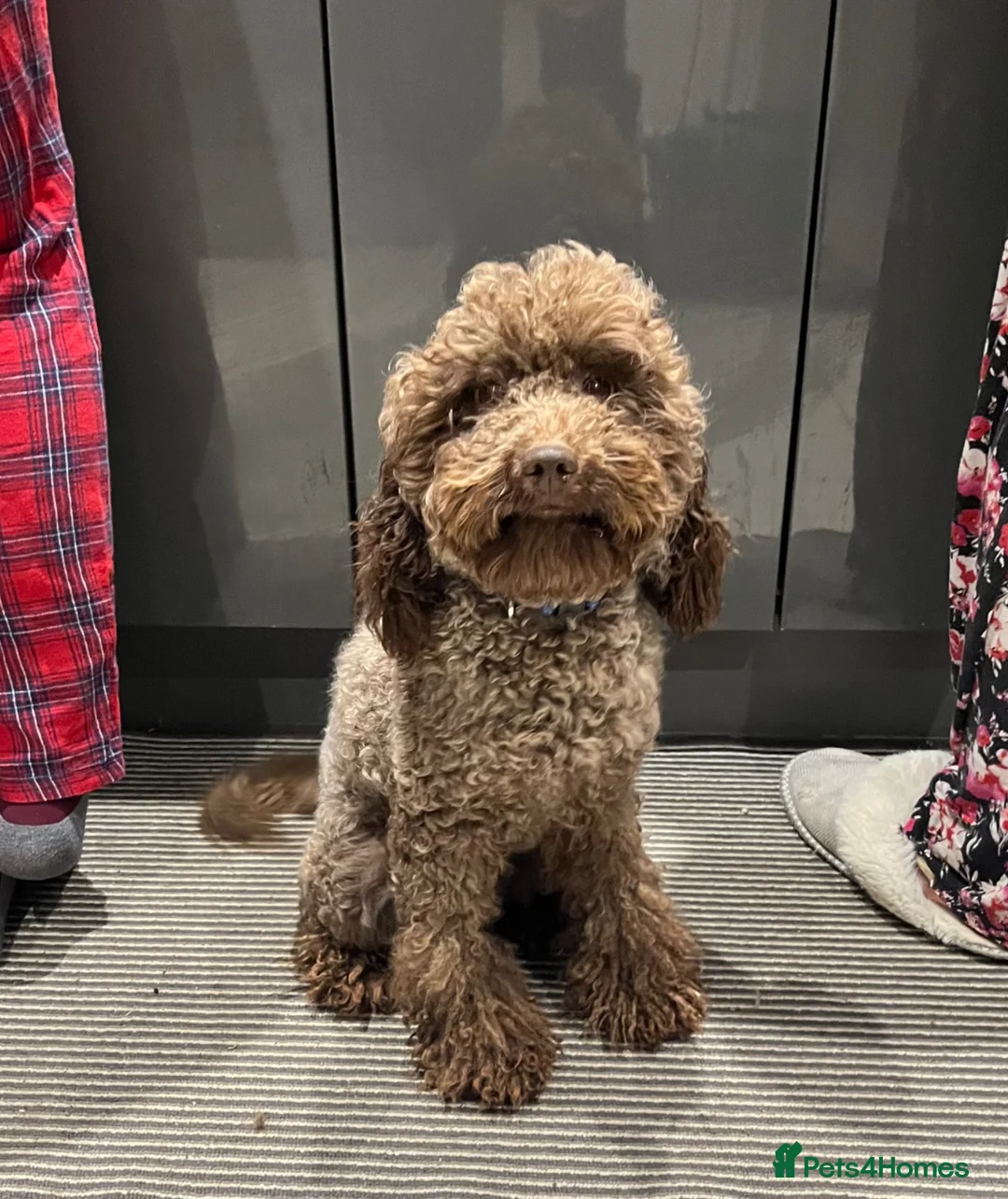 Miniature Poodle dogs for stud: GORGEOUS CHOCOLATE MINIATURE POODLE FOR STUD 💙🐩 - Advert 2