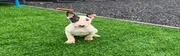 English Bull Terrier dogs for sale: Stunning English bull terrier puppies for sale  - Advert 8