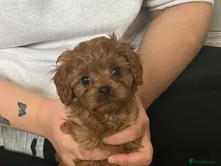 Cavapoo dogs Absolutely gorgeous cavapoo puppies available 🐾 - Advert 3