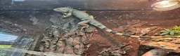 Iguana reptiles for sale: Male Axanthic Iguana  - Advert 4