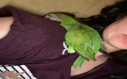 Parakeets birds for sale: Moustache Parakeet - Image 5