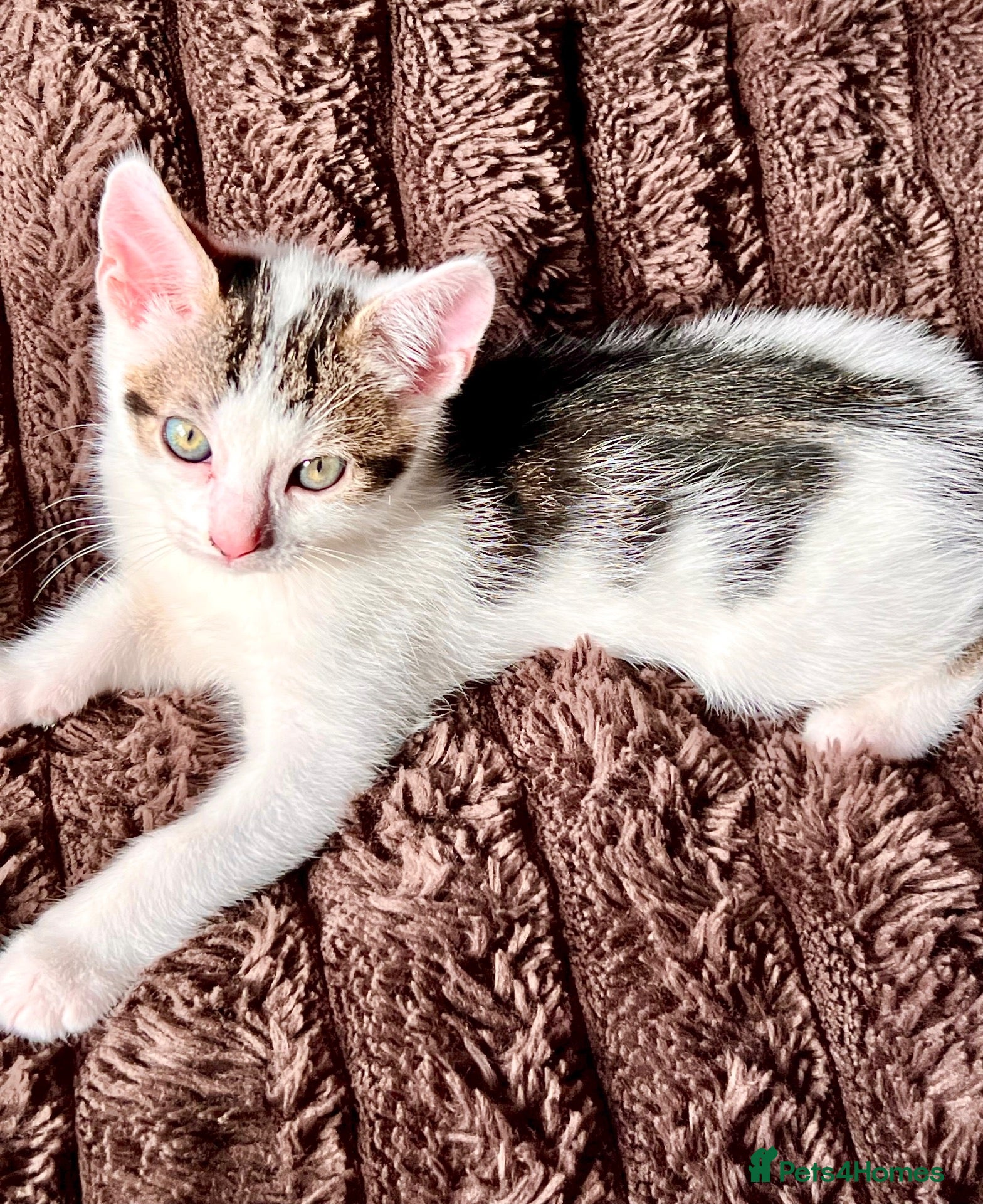 Mixed Breed cats Male Kittens - Ready to Go £130 - Advert 1