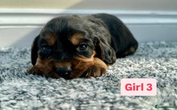 Cocker Spaniel dogs for sale: KC Reg Health Tested Working Cocker Spaniels - Image 9