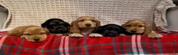 Cocker Spaniel dogs for sale: STUNNING COCKER SPANIEL PUPPIES  - Advert 5