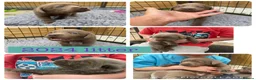 Labrador Retriever dogs for sale: 🌸Extensively health tested KC silver Labrador’s🌸 - Advert 7