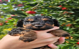 Cockapoo dogs for sale: F2 Cockapoo puppies for sale  - Image 4