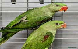 Mixed Breed birds for sale: It's a Birds Thing!!! - Image 8