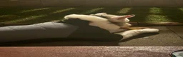Akita dogs for sale: Urgent Adoption  - Advert 8