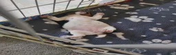 Jack Russell dogs for sale: Beautiful jack Russell puppies  in Bridgwater - Advert 9