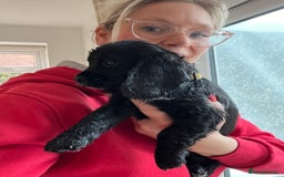 Cocker Spaniel dogs for sale:  4 Beautiful Cocker Spaniel Girls 🐶 - Image 7