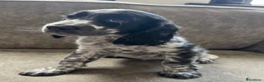 Sprocker 1