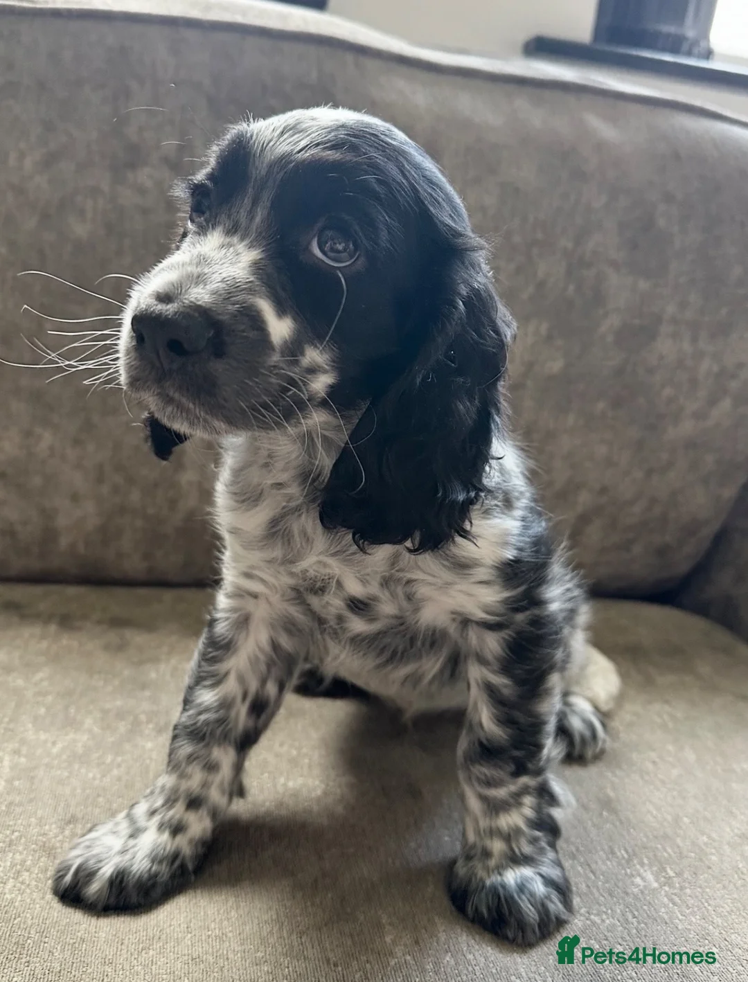 Sprocker dogs for sale: The prettiest sprockers looking forever homes  - Advert 2