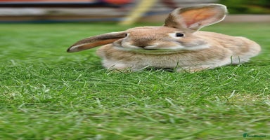 Mixed Breed rabbits - Advert 13