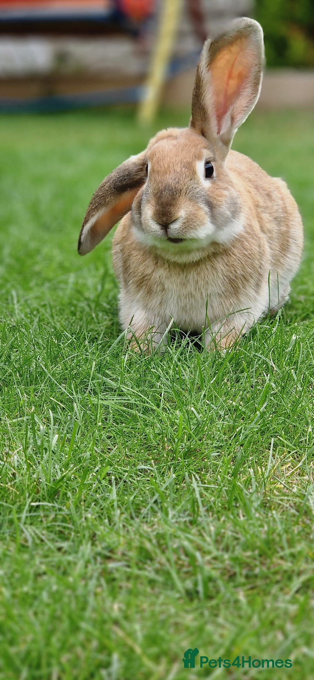 Mixed Breed rabbits for sale: Bunnies - Image 2