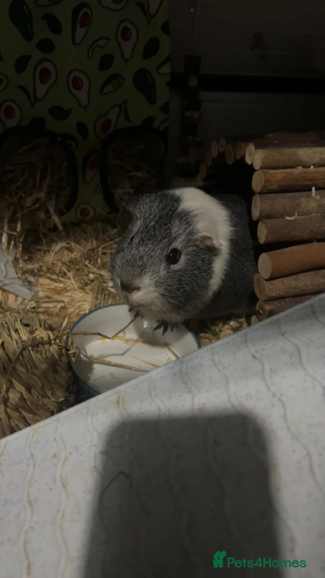 Guinea Pig rodents for sale: 3 male guinea pigs (George, Bertie and twix) in Welwyn Garden City - Advert 2