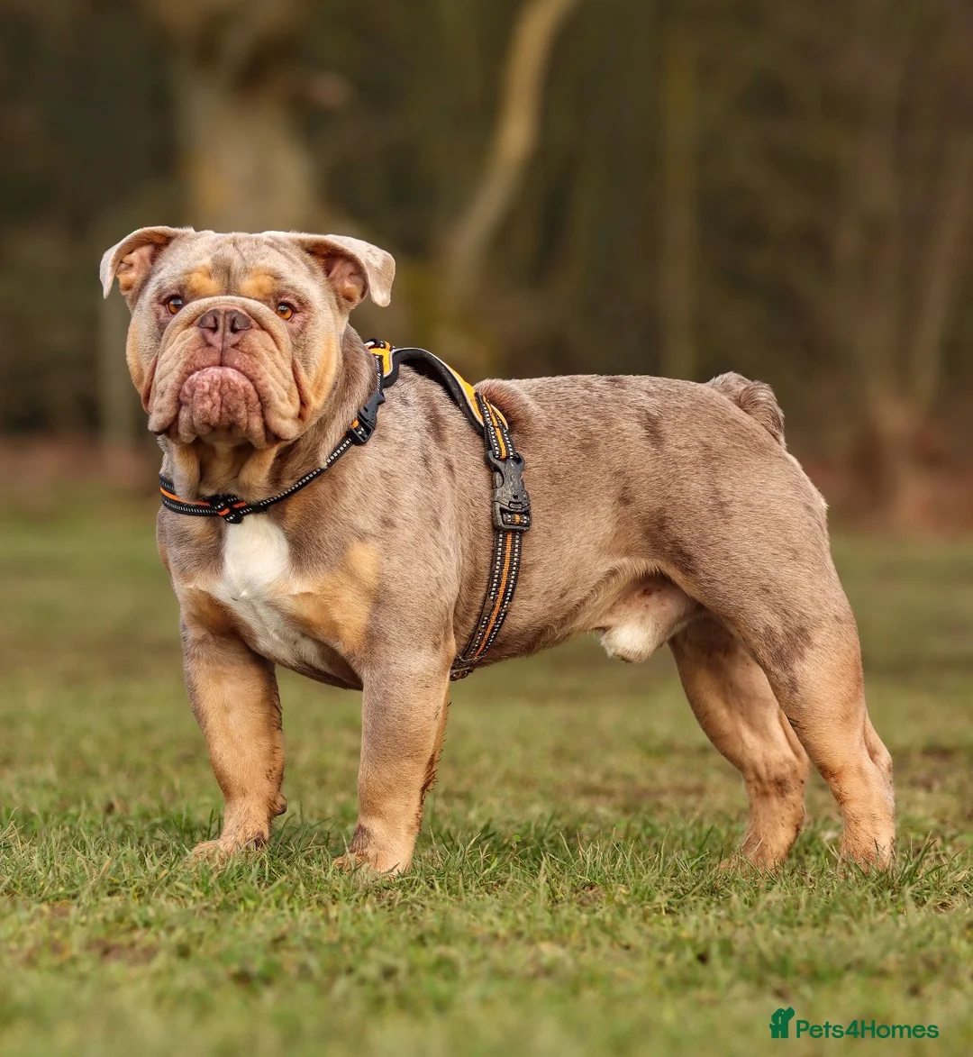 English Bulldog dogs for stud: Lilac tri Merle fluffy L1 carrier - Advert 2