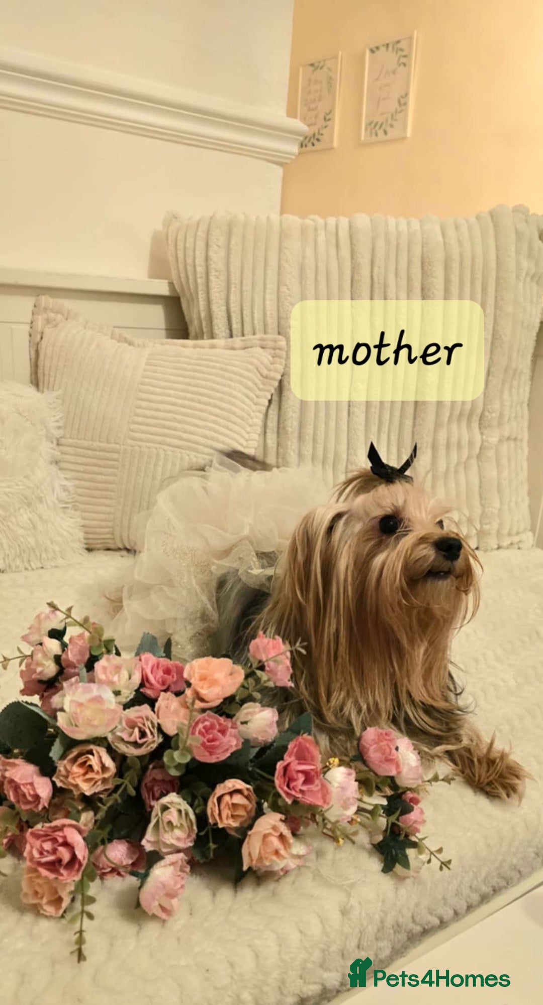 Yorkshire Terrier dogs for sale: ✨ Exquisite Yorkshire Terrier Puppies Available ✨ - Advert 8