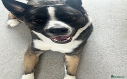 Mixed Breed dogs for sale: Milo for sale - Image 3