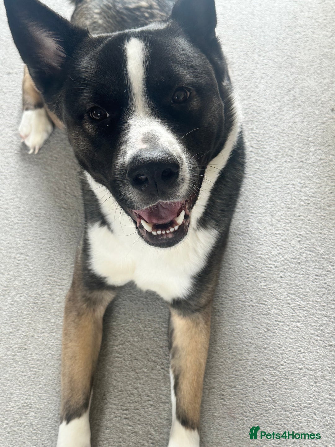 Mixed Breed dogs for sale: Milo for sale - Image 3