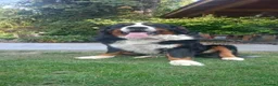 Bernese Mountain Dog dogs for sale: Bernese Mountain Dog puppies - Advert 2