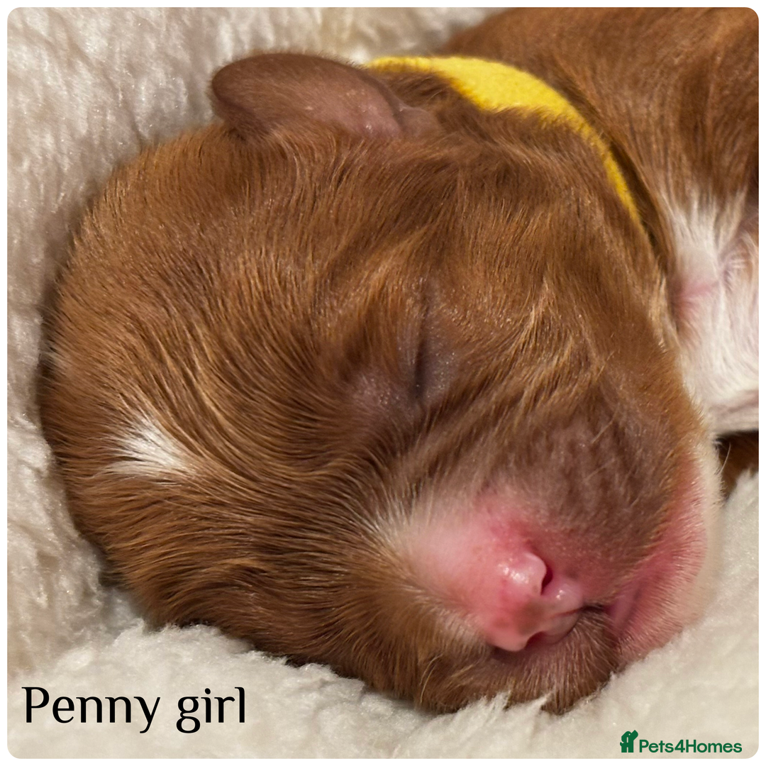 Cavapoo dogs for sale: Beautiful litter of F1 Cavapoo puppies  - Advert 10