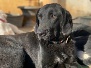 Labrador Retriever dogs Bruno 5 lab mix Macedonian rescue - Advert 12