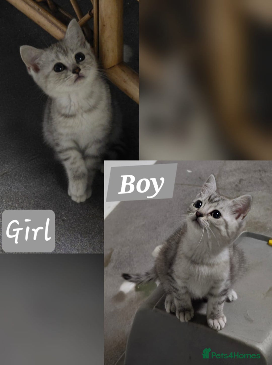 British Shorthair cats for sale: Adorable British Shorthair Kittens–Ready for Home! - Image 2