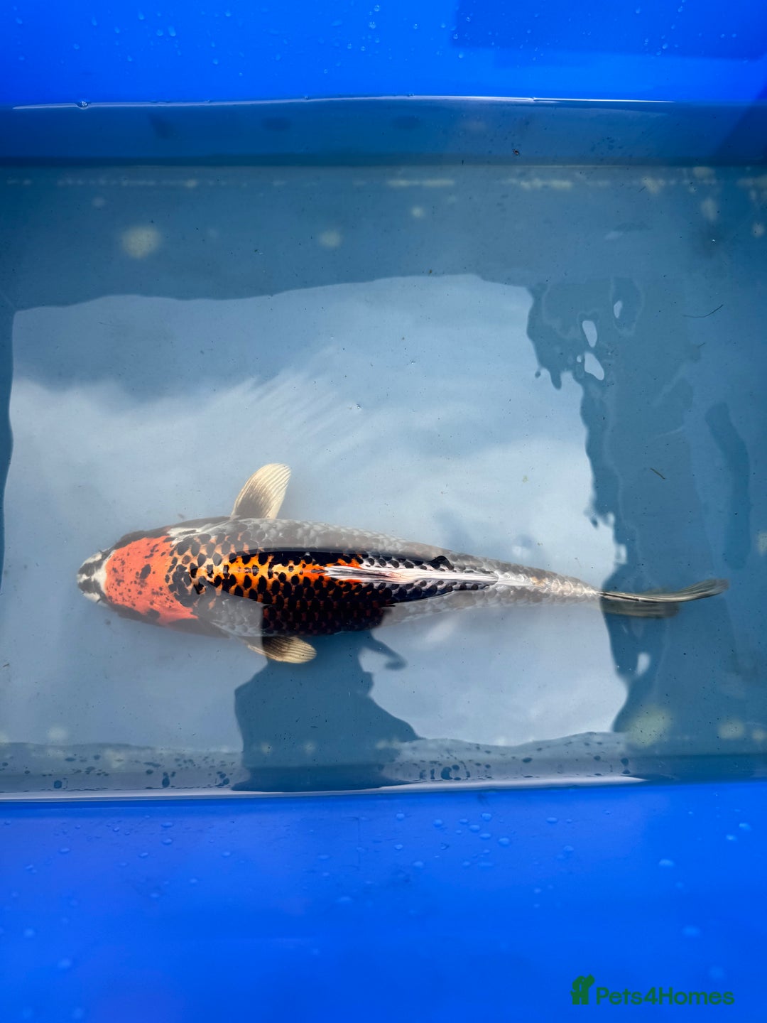 Koi Carp fish for sale: 1 x kujaku koi 1 x chagoi koi - Image 3