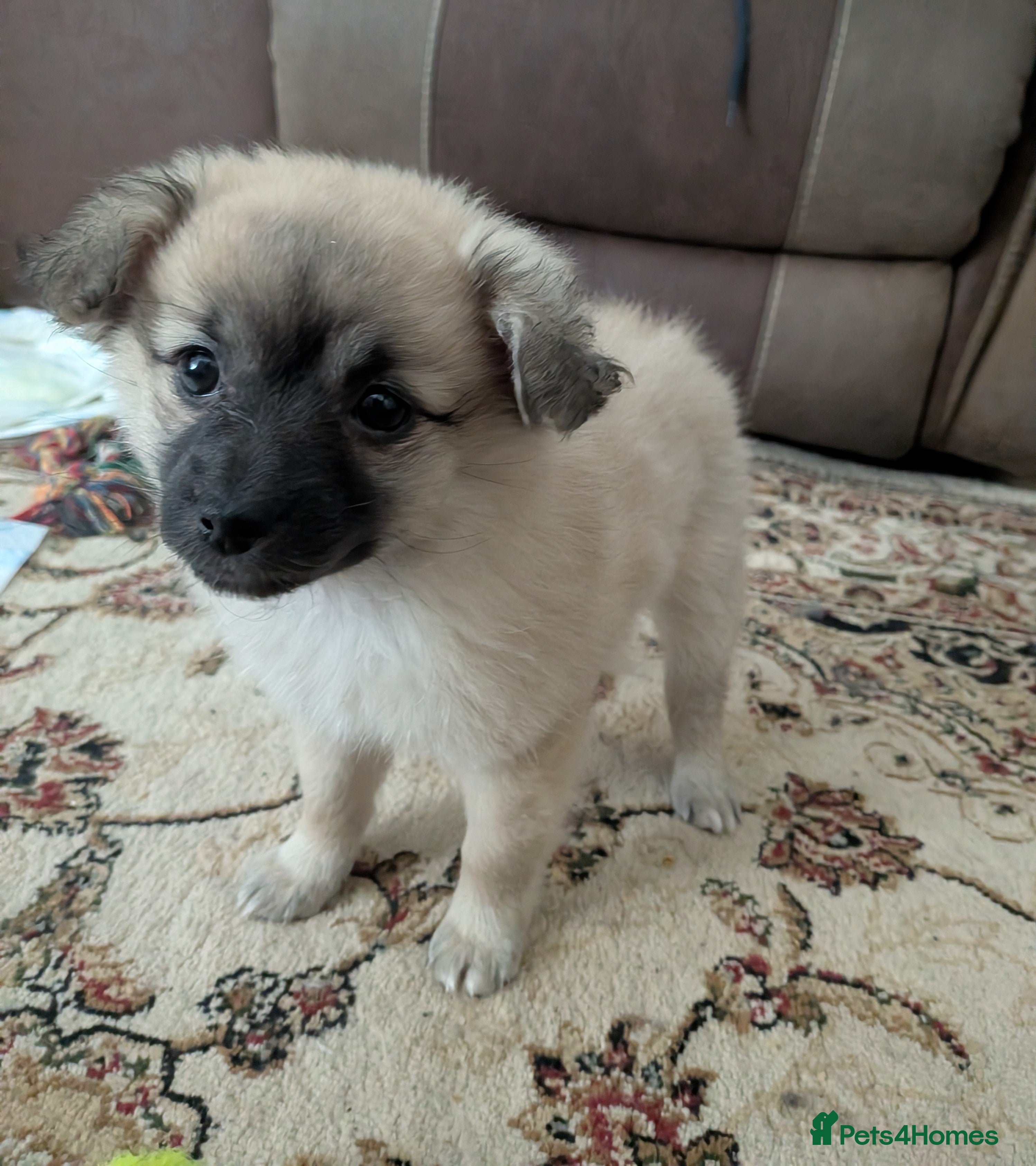 Mixed Breed dogs Beautiful Pomeranian cross  - Advert 1