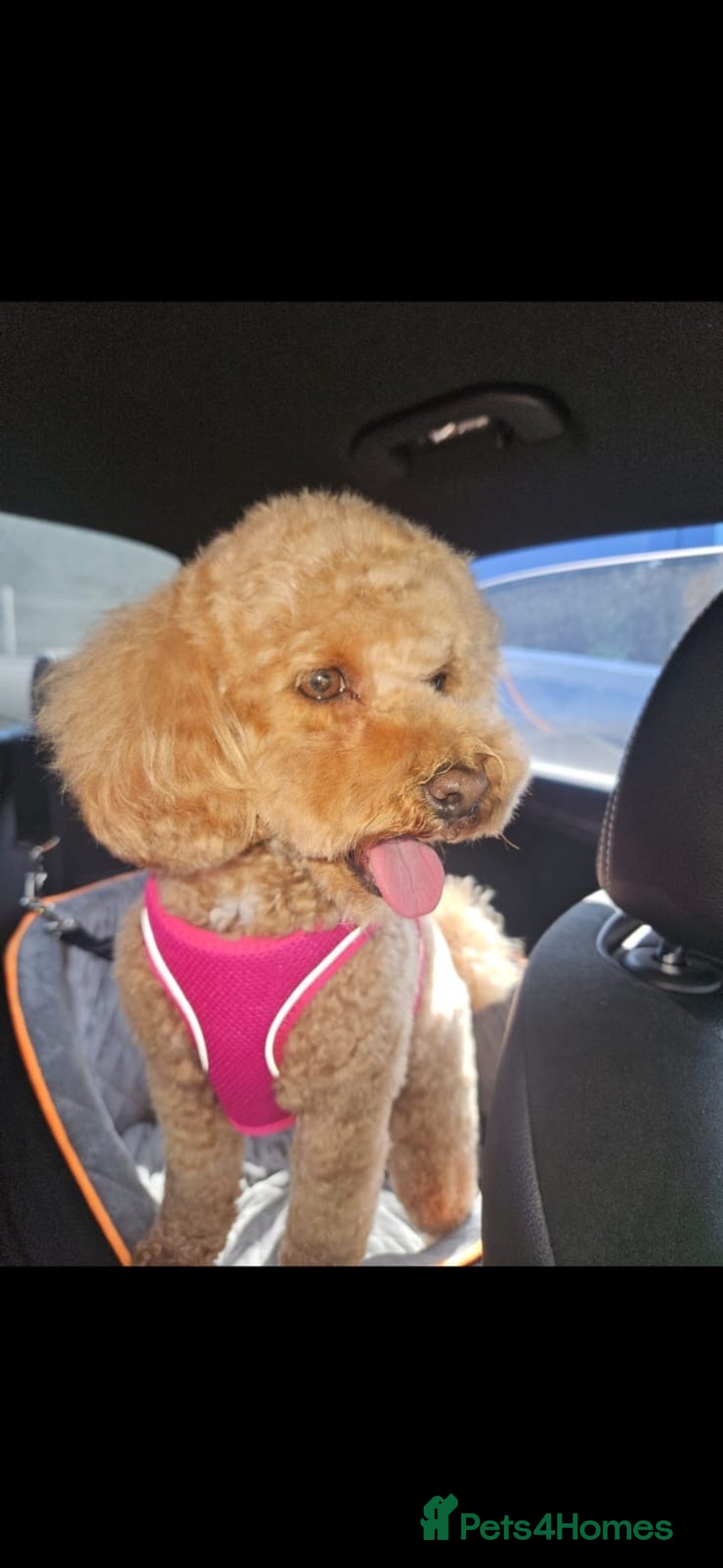 Miniature Poodle dogs for stud: Chocolate brown Miniature Poodle Stud - Advert 15