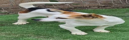 Mixed Breed dogs for adoption: Sunbeam 5kg 8 inch tall  - Advert 4