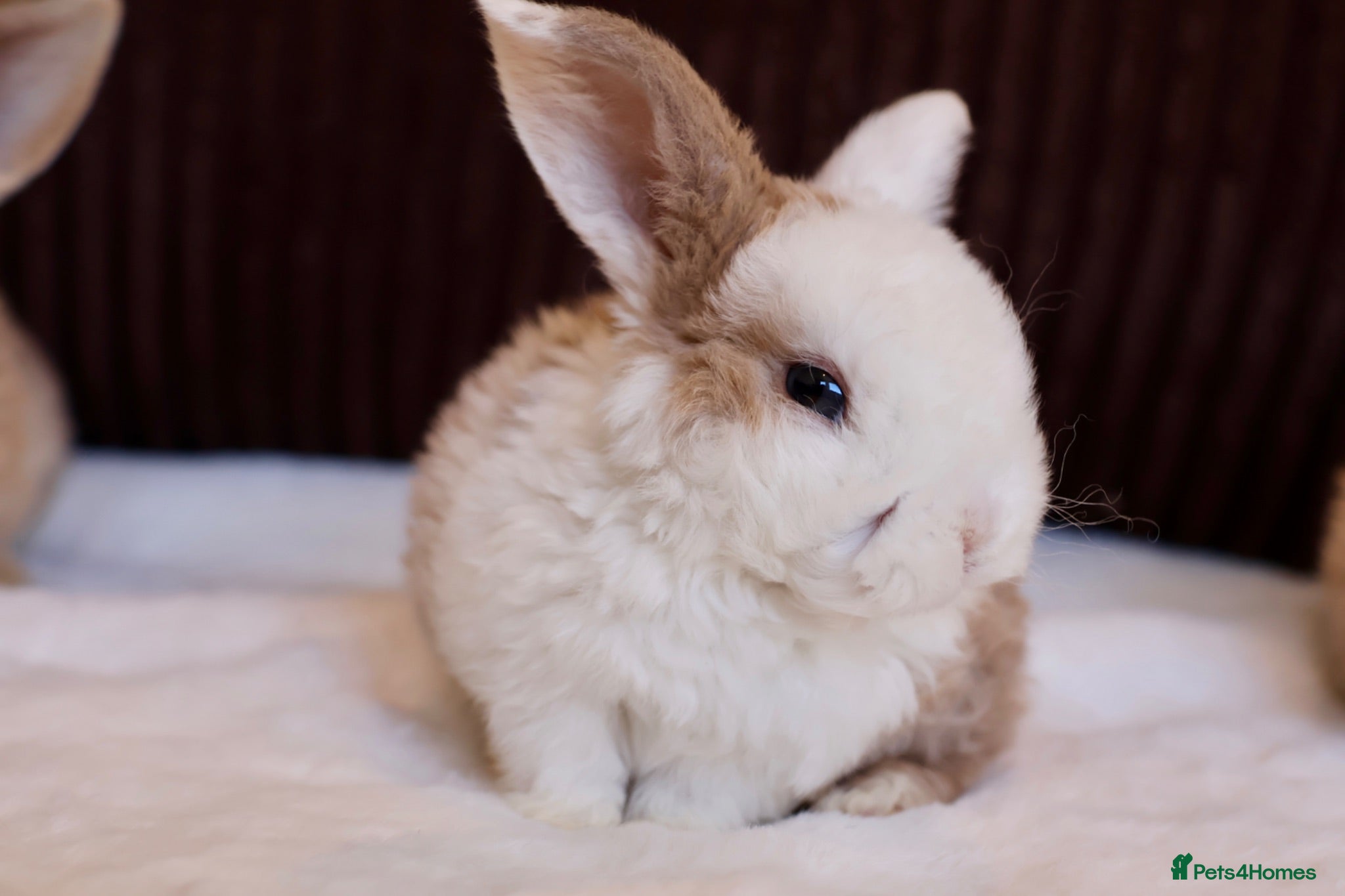 Mini Lop rabbits Mini Plush Lops & Mini Rex Doe 🐰 - Advert 1