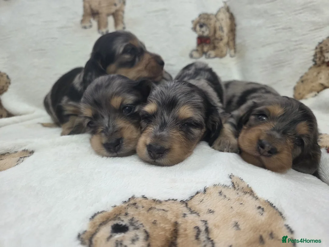 Miniature Dachshund dogs for sale: Stunning Litter of Silver Dapple Dachshund Pups  - Advert 2