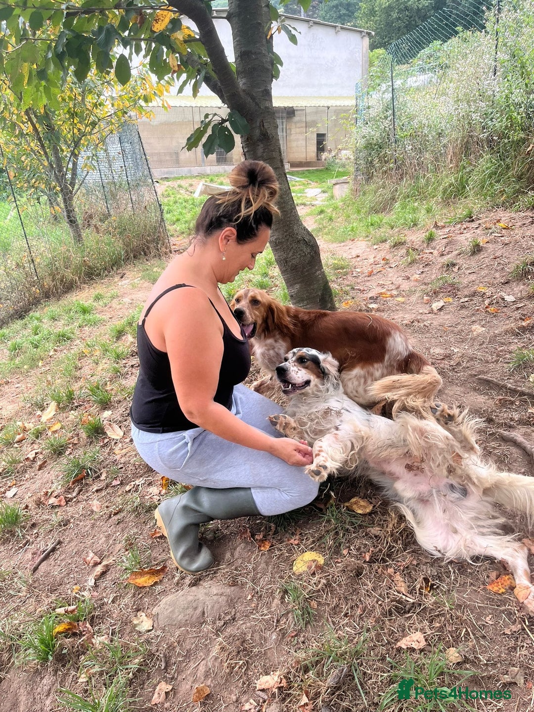 English Setter dogs for adoption: Yaco  - Image 4
