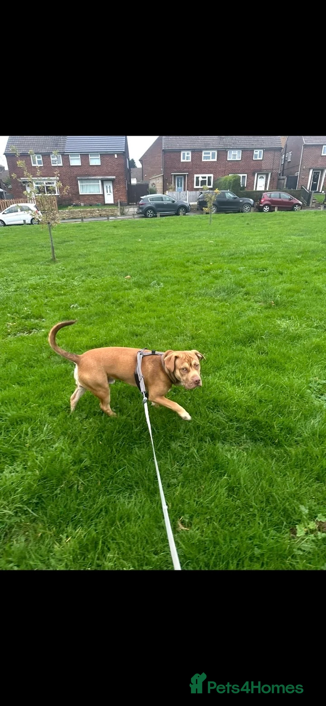 Mixed Breed dogs for sale: Tyson   - Advert 2