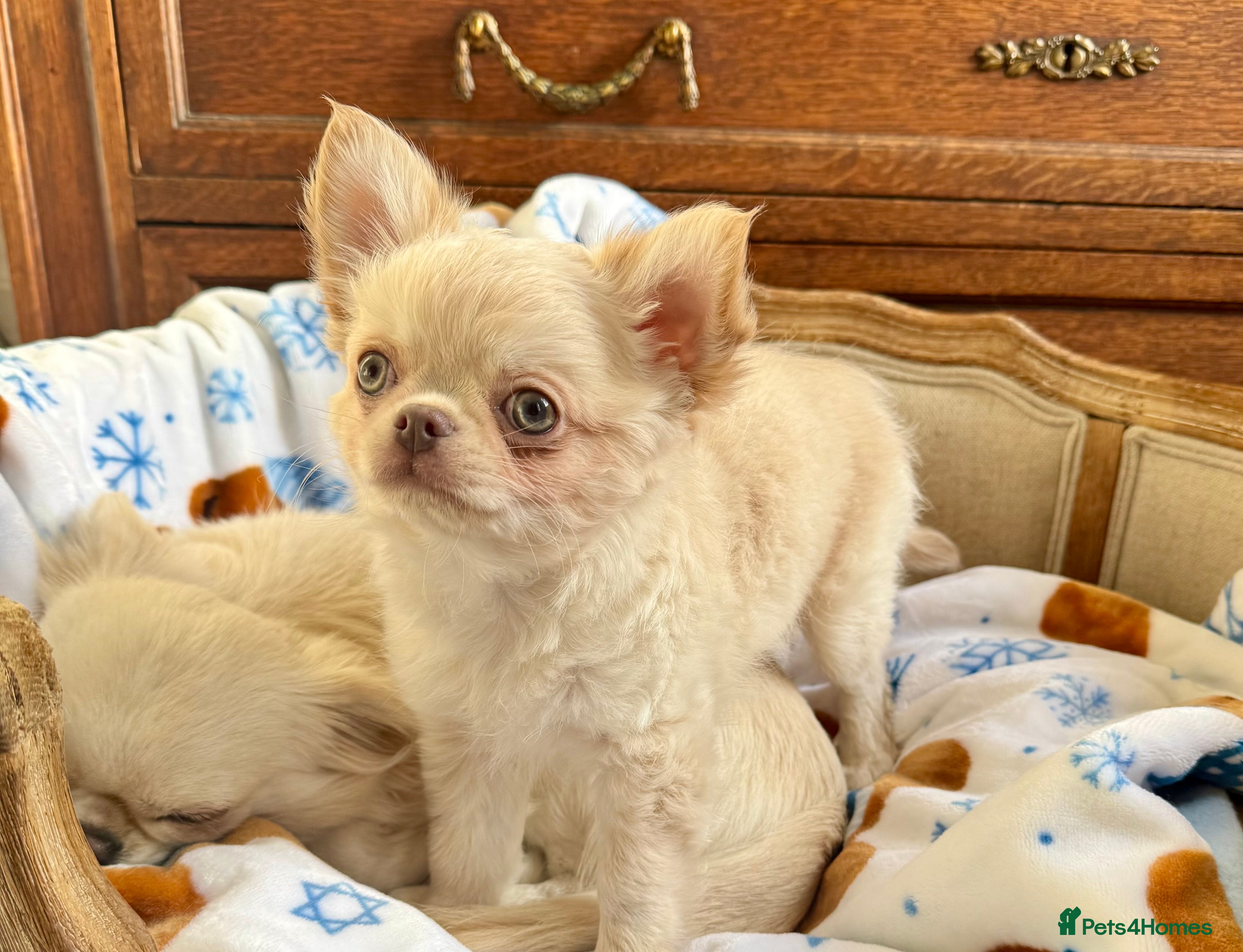 Chihuahua dogs Chihuahua long-coat puppy KC reg 🤍 - Advert 1