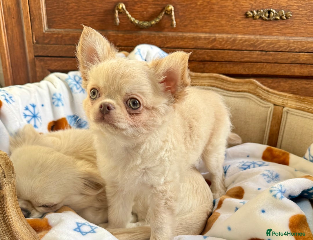 Chihuahua dogs for sale: Chihuahua long-coat puppy KC reg 🤍 - Advert 2