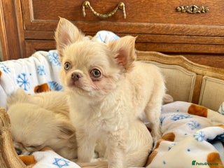 Chihuahua dogs Chihuahua long-coat puppy KC reg 🤍 - Advert 1