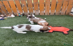 Cava Tzu dogs for sale: Stunning litter of Cava-Tzu pups - Image 9