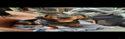 Dachshund dogs for sale: MAC THE SAUSAGE - Advert 3