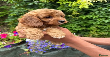 Cavapoo dogs - Advert 2