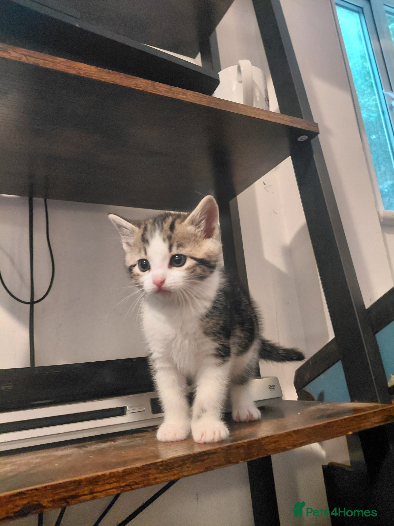 Mixed Breed cats Tabby Siberian mix - Advert 9